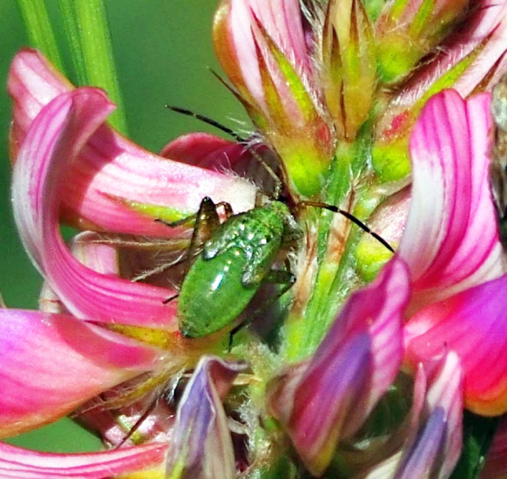 ninfa di Miridae: Oncotylus viridiflavus